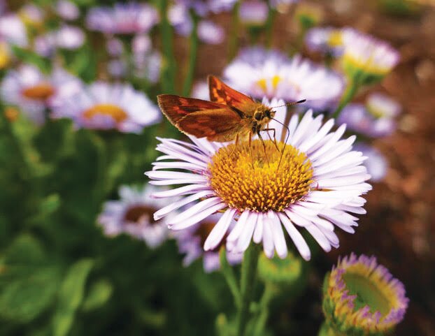A woodland skipper visits a native seaside daisy or beach fleabane (Erigeron glaucus), a drought tolerant native that blooms throughout spring and summer.